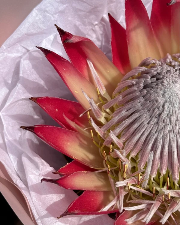 Букет "Protea", изображение 2